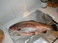 Forellen 002.webp