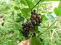 CIMG9556.webp