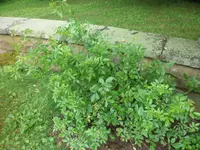 SAM_1984.webp