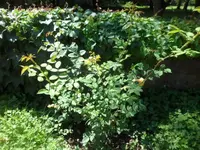 SAM_1987.webp