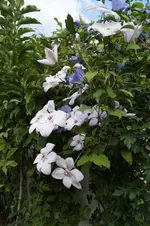 _DSC3002.webp