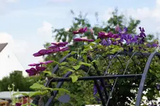 _DSC3004.webp