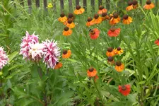 Garten 1 08 2013 002.webp