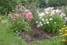 Garten 1 08 2013 005.webp