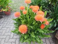 blume.webp