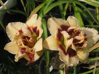 roswitha5_1024x768.webp