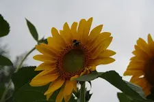 Sonnenblume 09.08.13.webp