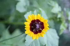 Wiesenmix 09.08.13.webp
