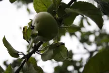 Apfelbaum 09.08.13.webp