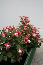 Fuchsien 2 09.08.13.webp