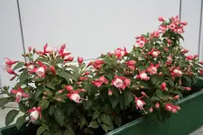 Fuchsien 09.08.13.webp