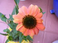 Neuer Sonnenhut 9.8.2013.webp
