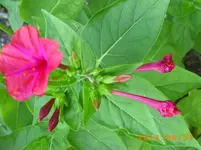 august06 005.webp