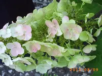 august06 006.webp