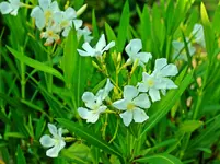 weisser Oleander blüht_1024.webp