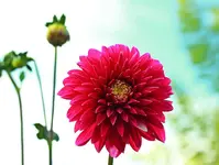 dunkelroter Pompon ohne Namen_1024.webp