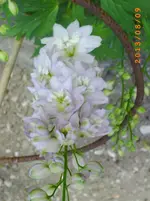 august06 016.webp