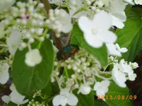 august06 020.webp