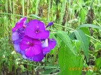 august06 023.webp