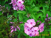 august06 026.webp
