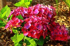 Saxon Grünes Gewölbe in Blüte_1024.webp