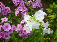 august06 028.webp