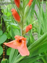 august06 034.webp