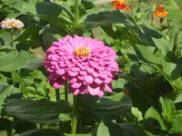 SAM_1420.webp