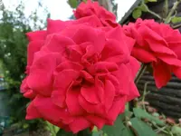 CIMG4642.webp