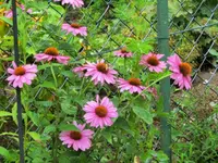 CIMG4644.webp