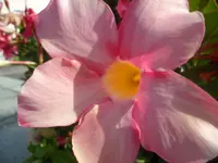 SAM_1427.webp