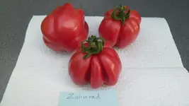 SAM_2115.webp