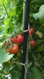 SAM_2118.webp