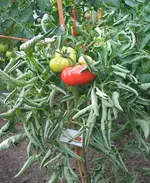 R_H_6a.webp