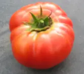 R_H_8.webp