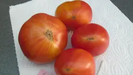 SAM_2122.webp