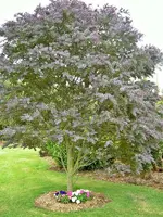 Gartenbilder NZ (1).webp