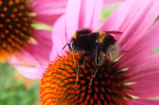 2013_0809Sommer0011.webp