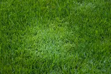 wiese_4.webp