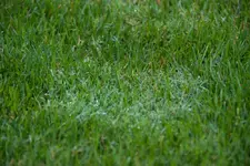 wiese_6.webp