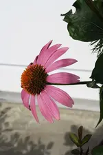 Echinacea 2 08.08.13.webp