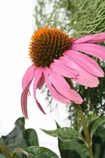 Echinacea 08.08.13.webp