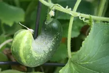Namenlose Gurke 11.08.13.webp