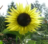 Blumen Sonnenblume1.webp