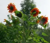 Blumen Sonnenblume2.webp