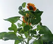 Blumen Sonnenblume3.webp