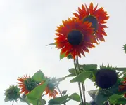 Blumen Sonnenblume4.webp
