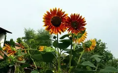 Blumen Sonnenblume5.webp