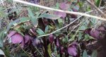 DSC03584 - 2013-03-16 - helleborus violett.jpg