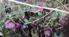 DSC03584 - 2013-03-16 - helleborus violett.webp